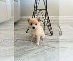 Small #9 Pomsky