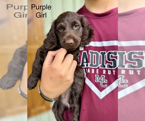 Boykin Spaniel Litter for sale in MADISON, FL, USA