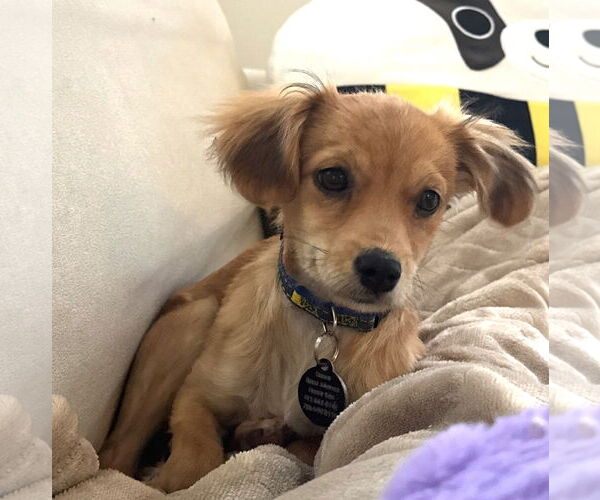 Medium Photo #2 Chiranian Puppy For Sale in Bellevue, WA, USA