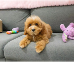 Small #6 Cavapoo (Miniature)
