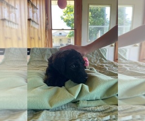 Medium Poodle (Standard)