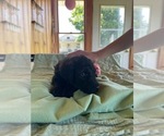 Puppy Tsunami Poodle (Standard)