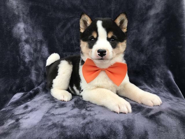 Medium Photo #21 Shiba Inu Puppy For Sale in ELDORA, PA, USA