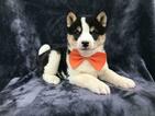 Small Photo #21 Shiba Inu Puppy For Sale in ELDORA, PA, USA