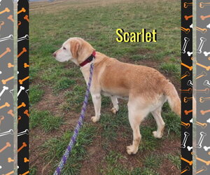 Scarlet - Female Mutt Dog for Adoption - Photo #2