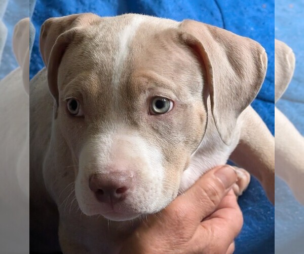Medium Photo #10 American Bully Puppy For Sale in COUDERSPORT, PA, USA