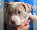 Small #9 American Bully