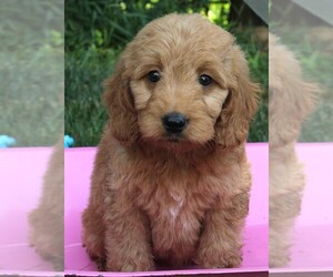 Goldendoodle (Miniature) Puppy for sale in FREDERICKSBURG, OH, USA