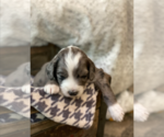 Puppy 9 Aussiedoodle-Poodle (Standard) Mix