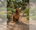 Small #2 Dachshund Mix