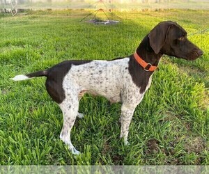 Mother of the German Shorthaired Pointer puppies born on 01/27/2022