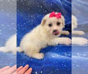 Maltipoo Puppy for sale in INDIANAPOLIS, IN, USA