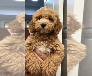 Maltipoo (Miniature)-Poodle (Toy) Mix Puppy for sale in CHICAGO, IL, USA