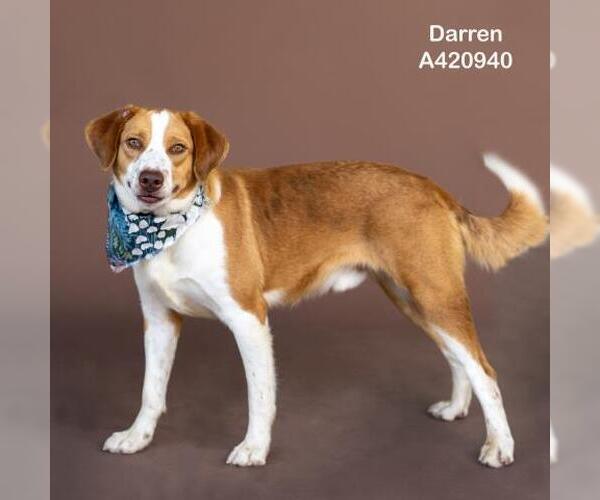 Medium Photo #1 American Pit Bull Terrier-Labrador Retriever Mix Puppy For Sale in Conroe, TX, USA