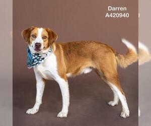 American Pit Bull Terrier-Labrador Retriever Mix Dogs for adoption in Conroe, TX, USA