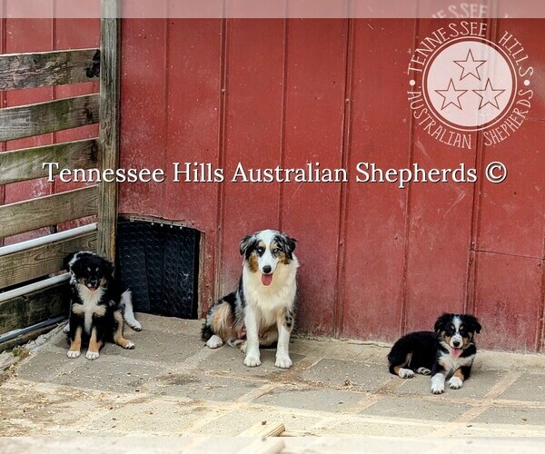 Medium Photo #5 Australian Shepherd Puppy For Sale in GEORGETOWN, TN, USA
