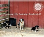 Small #4 Australian Shepherd