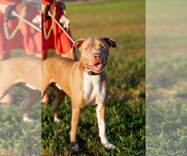 Medium Photo #37 American Pit Bull Terrier-Unknown Mix Puppy For Sale in Germantown, OH, USA