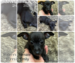 Small #4 Rat Terrier