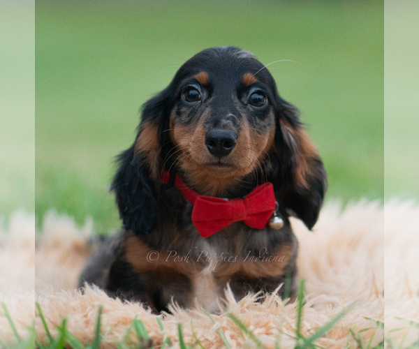 Medium Photo #1 Dachshund Puppy For Sale in WARSAW, IN, USA