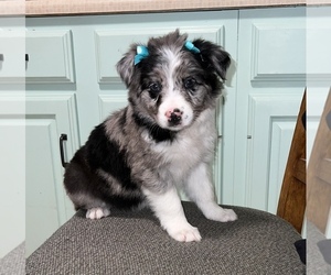 Border-Aussie Puppy for sale in SILVER CREEK, NY, USA