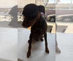 Small #9 Miniature Pinscher