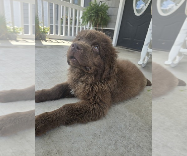 Medium Photo #10 Newfoundland Puppy For Sale in TILTON, IL, USA