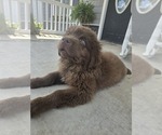 Small #9 Newfoundland