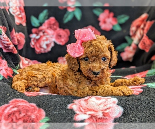 Medium Photo #4 Poodle (Toy) Puppy For Sale in NEW HOLLAND, PA, USA