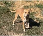 Small Photo #4 Chinese Shar-Pei-Labrador Retriever Mix Puppy For Sale in Albany, OR, USA