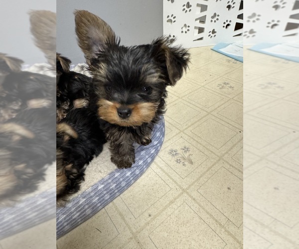Medium Photo #5 Yorkshire Terrier Puppy For Sale in CHIPPEWA FALLS, WI, USA