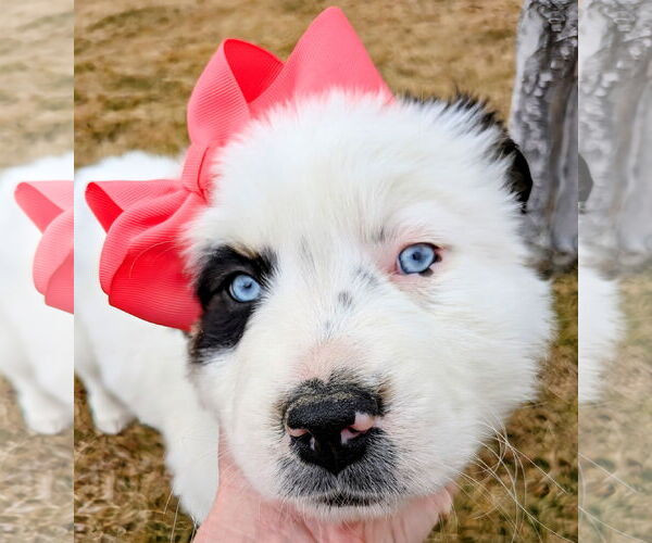 Medium Photo #8 Australian Shepherd-Unknown Mix Puppy For Sale in Sandy, UT, USA
