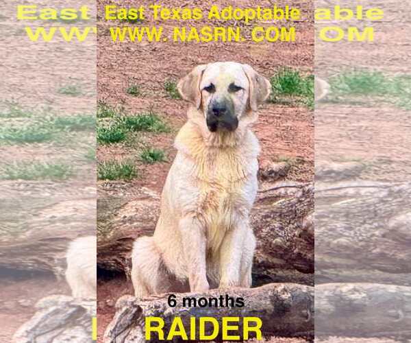 Medium Photo #6 Anatolian Shepherd-Great Pyrenees Mix Puppy For Sale in Higley, AZ, USA