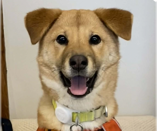 Medium Photo #1 Mutt Puppy For Sale in San Ramon, CA, USA