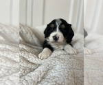 Small Photo #3 Bernedoodle (Miniature) Puppy For Sale in MENIFEE, CA, USA