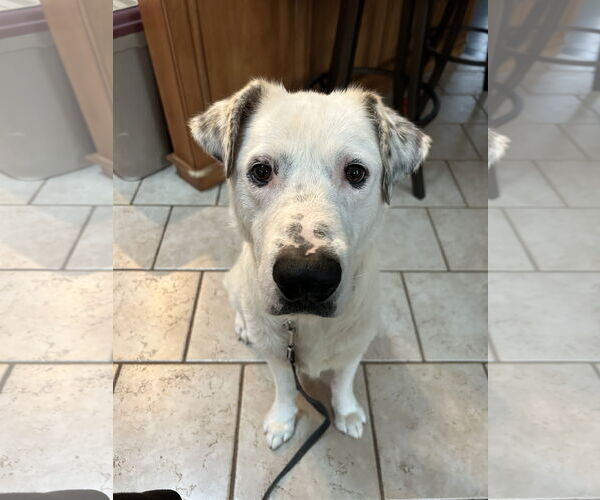 Medium Photo #1 Aussiedor Puppy For Sale in Hillsboro, MO, USA