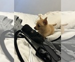 Small #2 Chihuahua