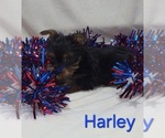 Small #2 Yorkshire Terrier