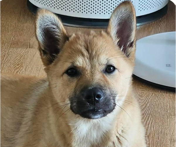 Medium Photo #1 Mutt Puppy For Sale in San Ramon, CA, USA