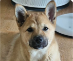 Small Mutt