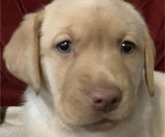 Small Photo #2 Labrador Retriever Puppy For Sale in SPOTSYLVANIA, VA, USA