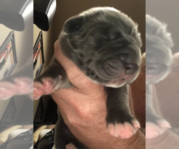 Medium Photo #4 Cane Corso-Daniff Mix Puppy For Sale in MESA, AZ, USA