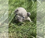 Puppy Whiskey French Bulldog