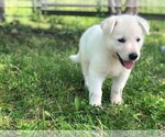 Small Photo #3 German Shepherd Dog Puppy For Sale in CARDINGTON, OH, USA