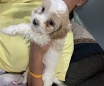 Puppy Male Cavapoo