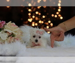 Small #6 Morkie