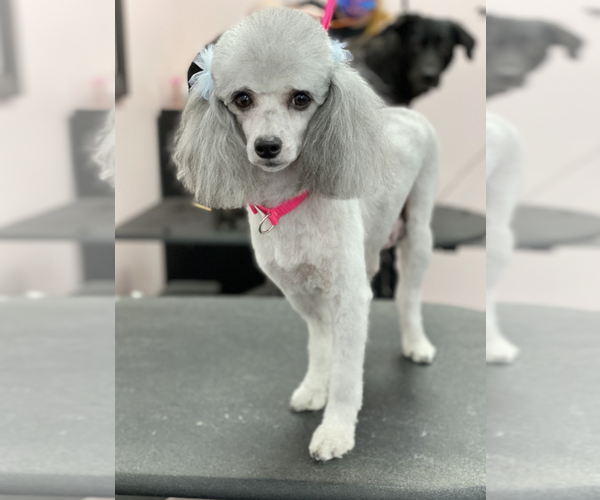 Medium Photo #1 Poodle (Miniature) Puppy For Sale in CLINTON, MD, USA