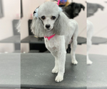 Small Photo #1 Poodle (Miniature) Puppy For Sale in CLINTON, MD, USA