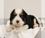 Small #1 Bernese Mountain Dog-Cavalier King Charles Spaniel Mix