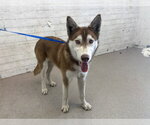 Small Siberian Husky Mix